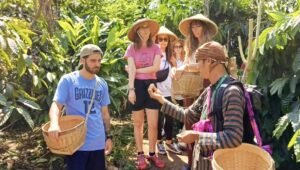 Heri Mujiono saat mengajak wisatawan asing untuk panen buah kopi. (dok.pribadi)