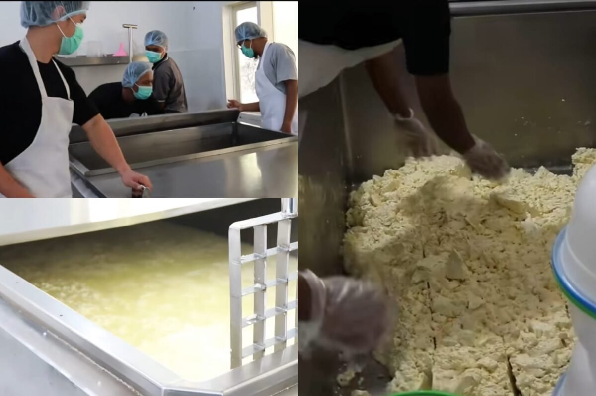 Proses pengolahan susu menjadi Keju Mozarella.
