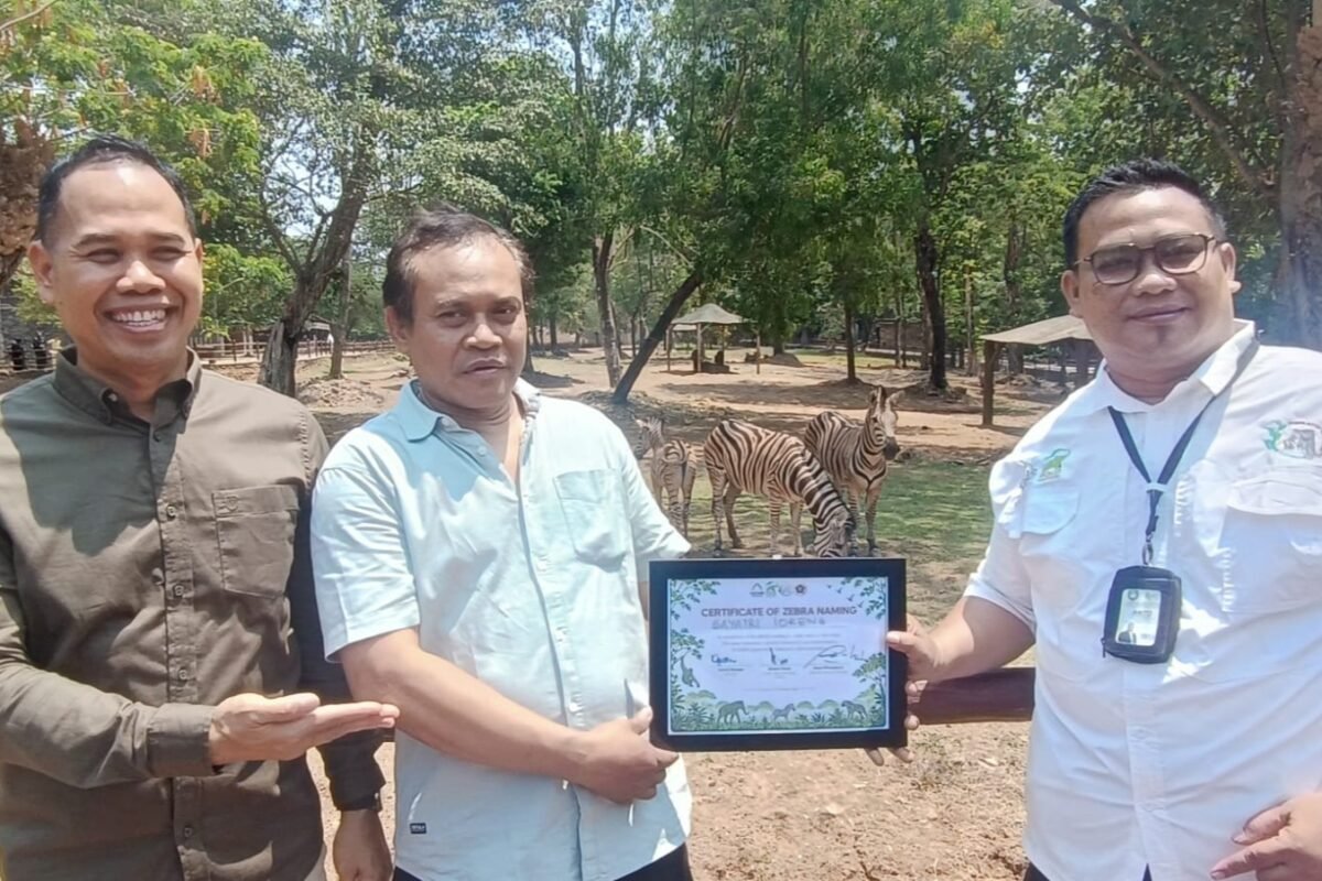 Manajemen Solo Safari bersama Ketua PWI Surakarta, Sri Hartanto (tengah) saat perkenalan bayi zebra Gayatri Loreng di Solo Safari, Rabu (14/10/2026).