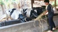Peternak sapi perah Dusun Brau sedang memberikan pakan ternaknya